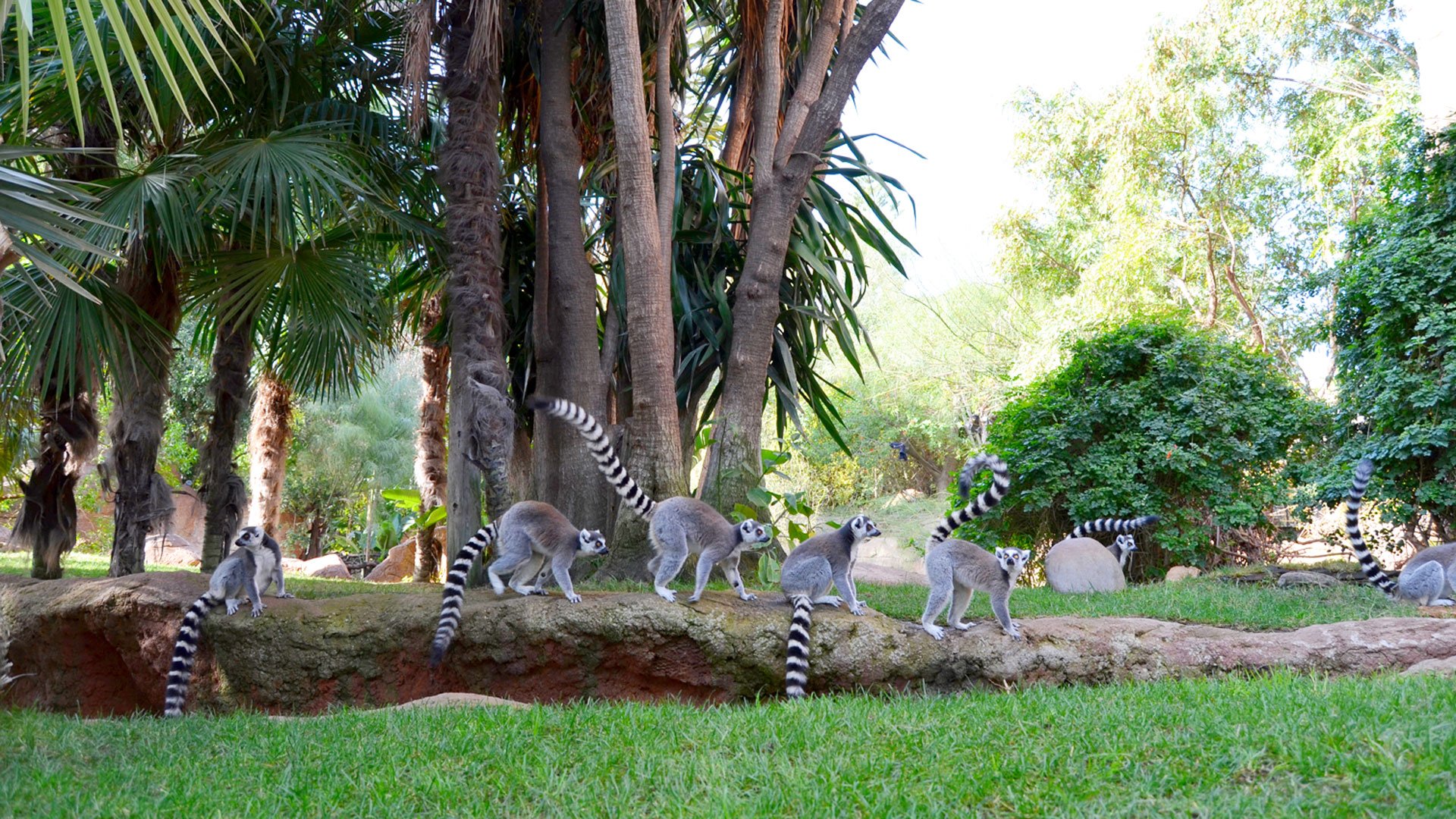 Besuch im Bioparc Fuengirola 