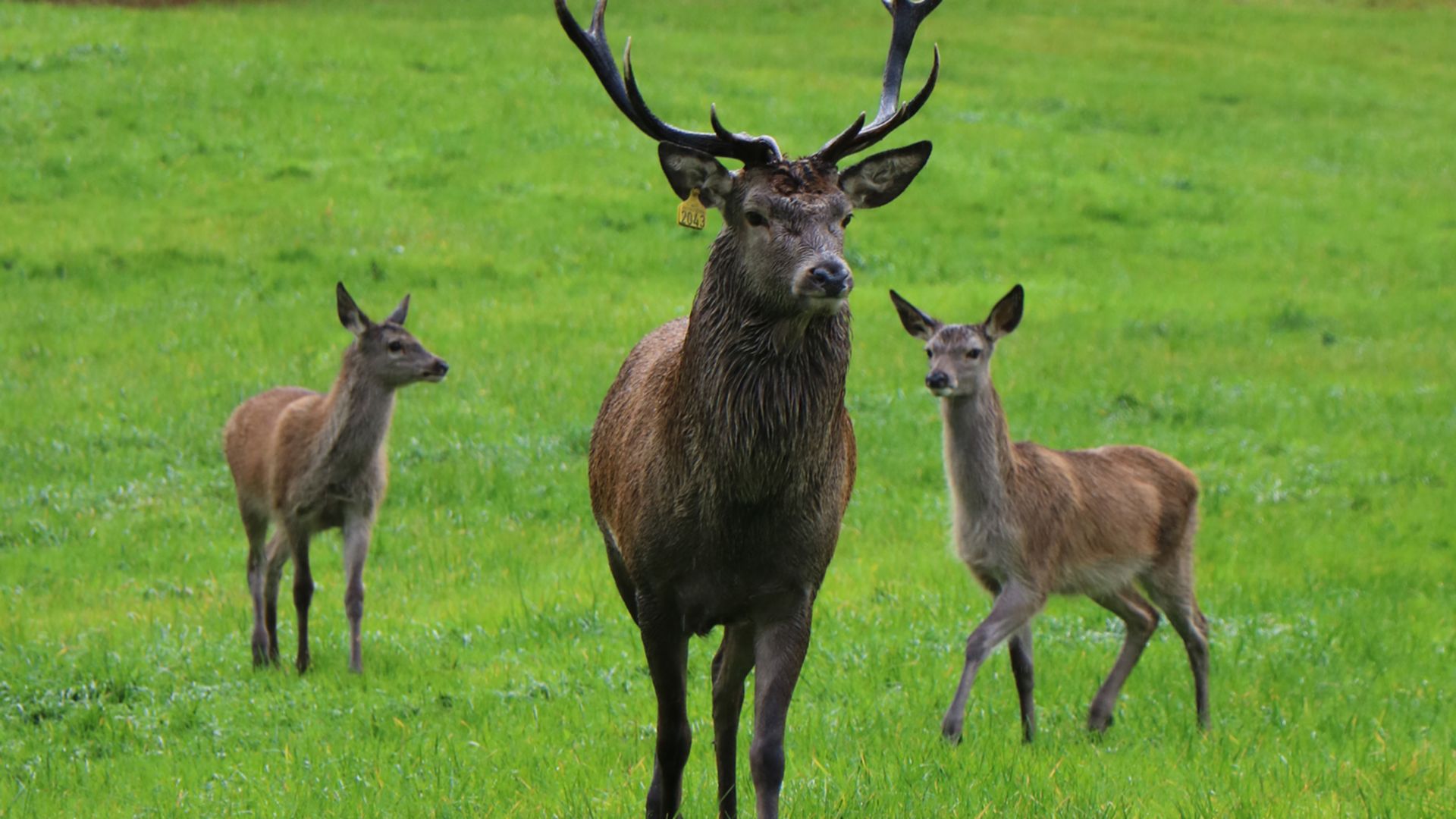 Zu Besuch auf der Hirschfarm