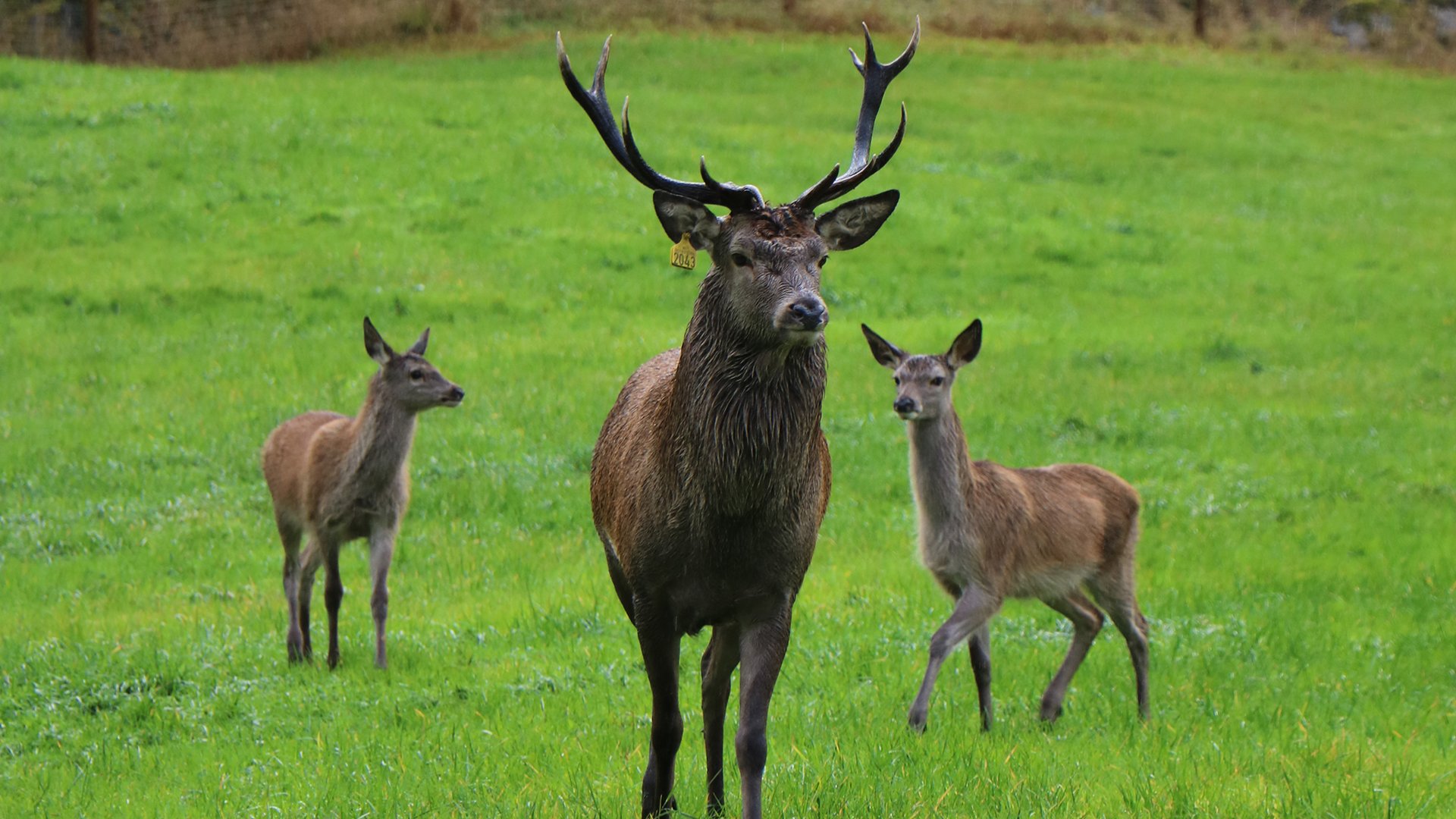 Zu Besuch auf der Hirschfarm