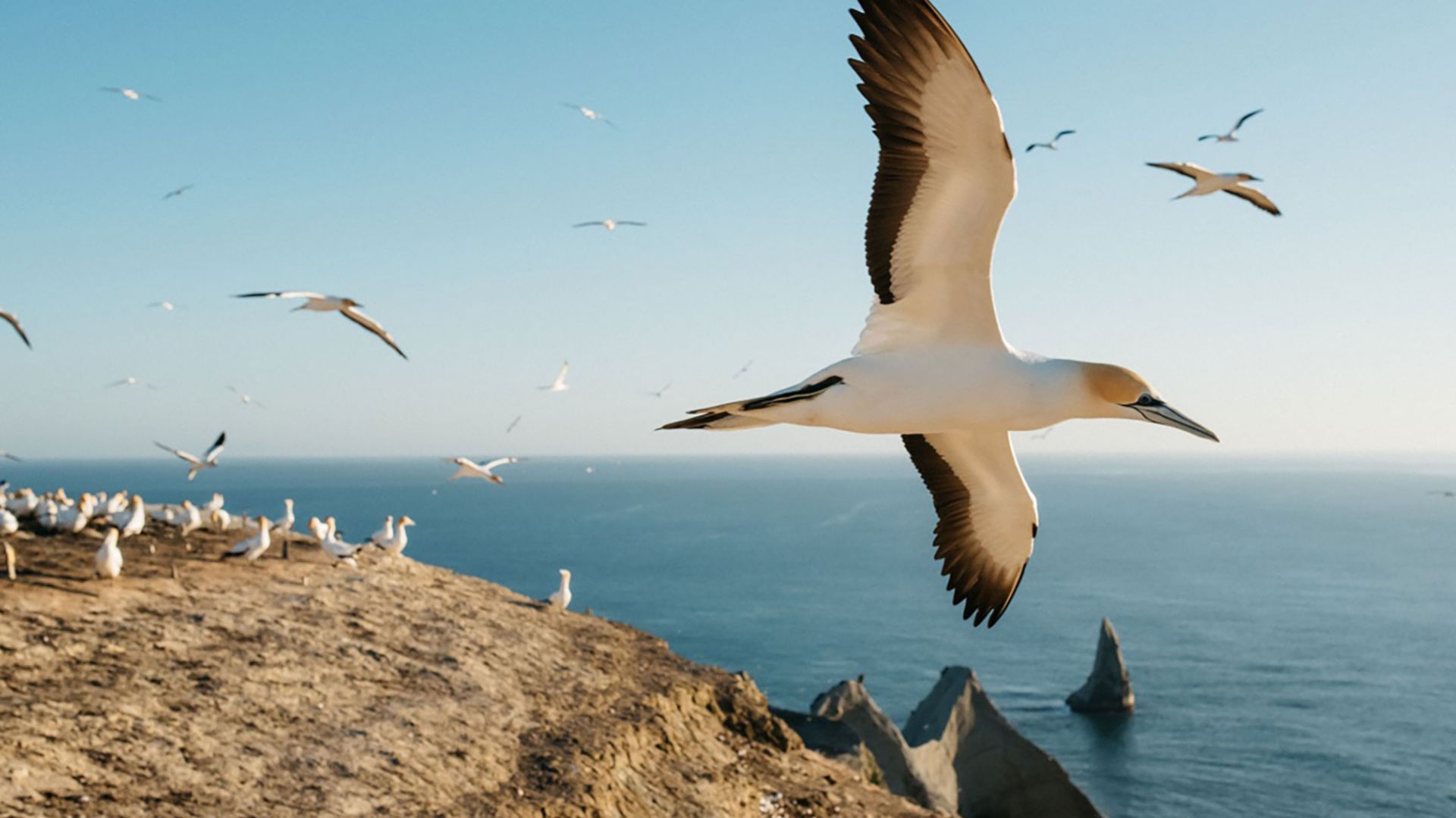 Cape Kidnappers und seine Tölpelkolonie