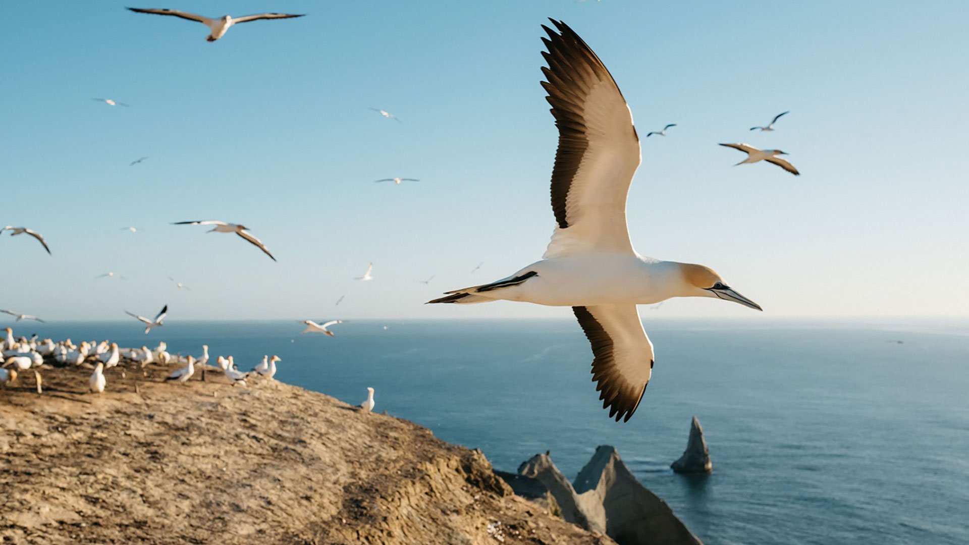 Cape Kidnappers und seine Tölpelkolonie