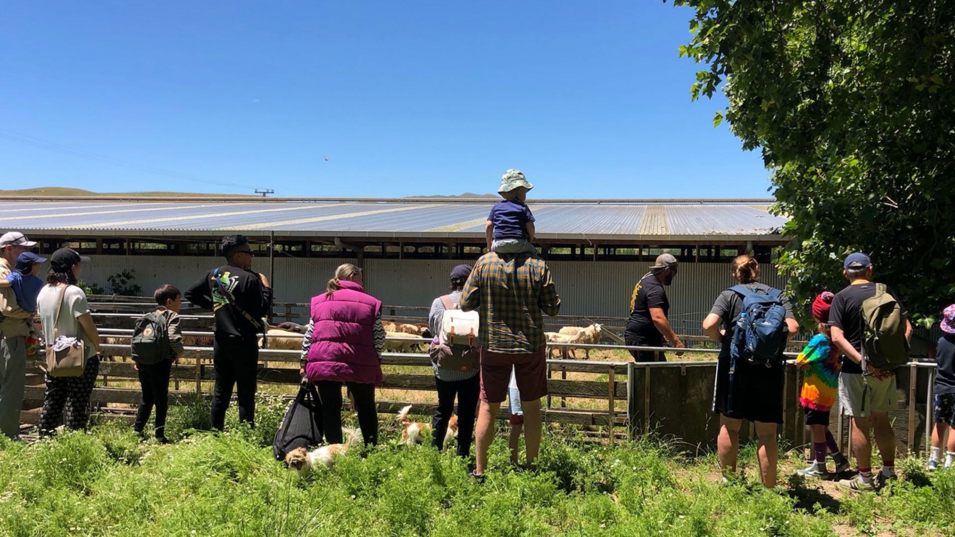 Zu Besuch auf einer neuseeländischen Farm