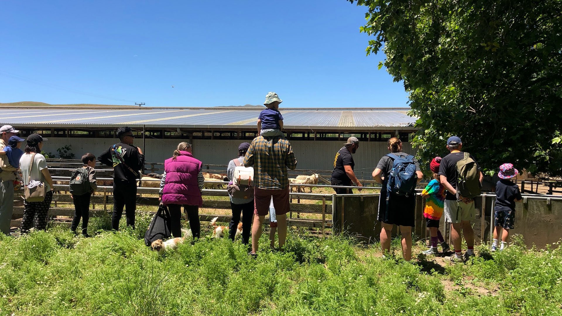 Zu Besuch auf einer neuseeländischen Farm