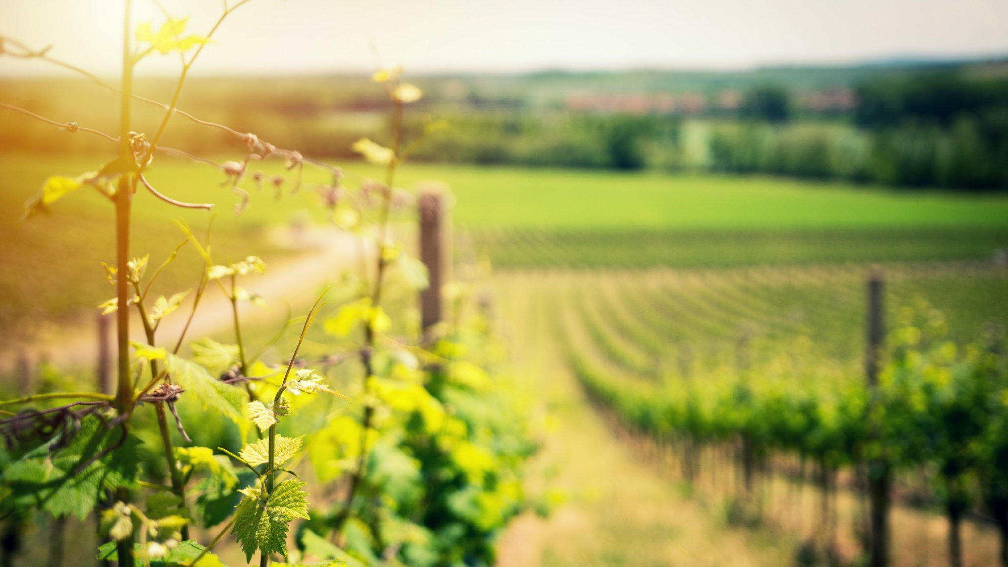 Hawke's Bay Wein-Tour
