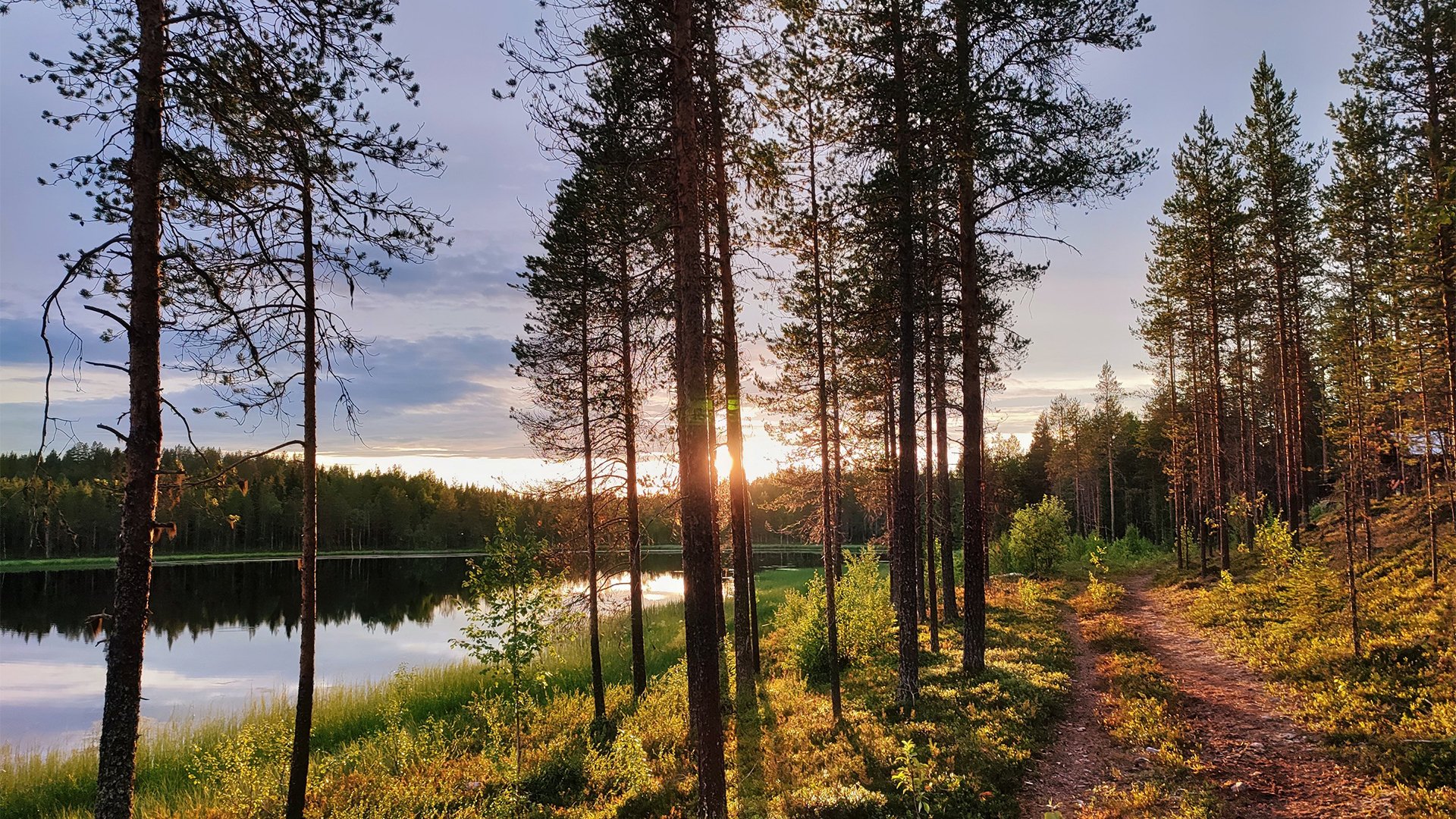 Waldspaziergang durch die schöne Natur Finnlands