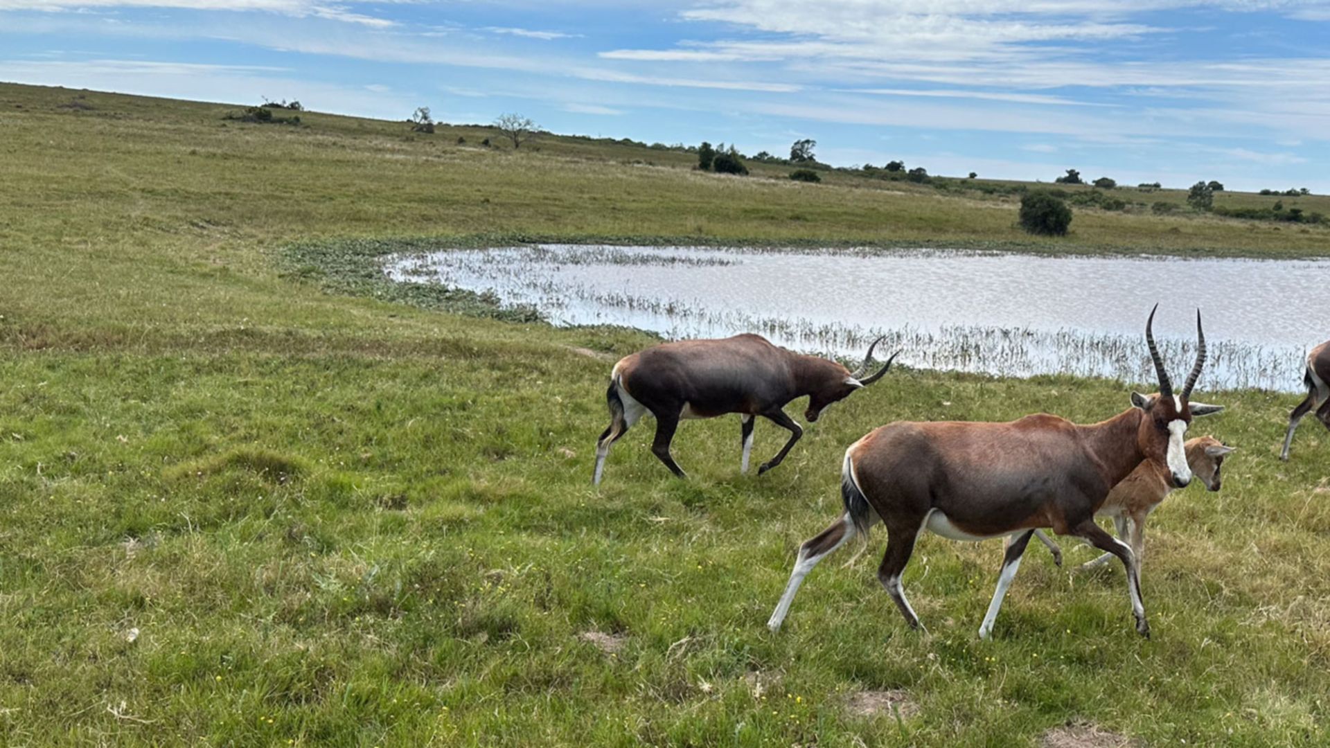 Safaritour durch das Lalibela Wildtierreservat