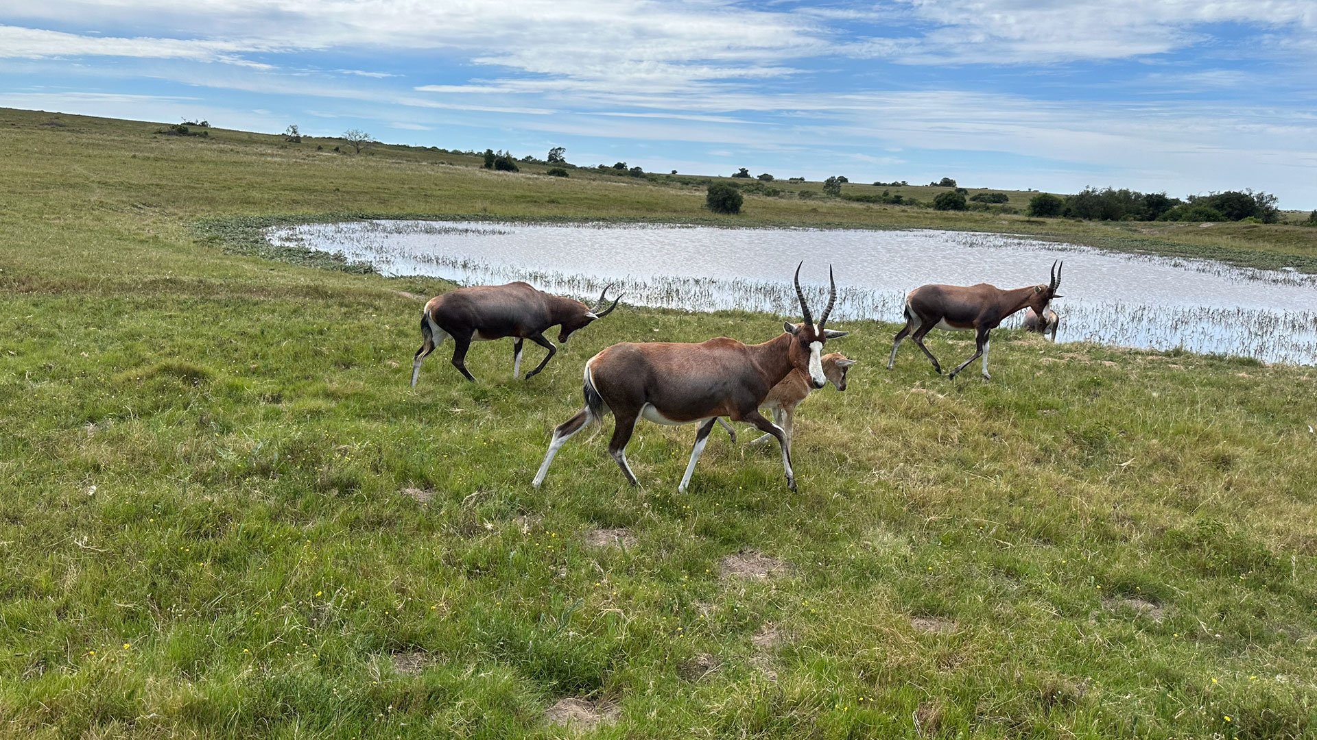 Safaritour durch das Lalibela Wildtierreservat 