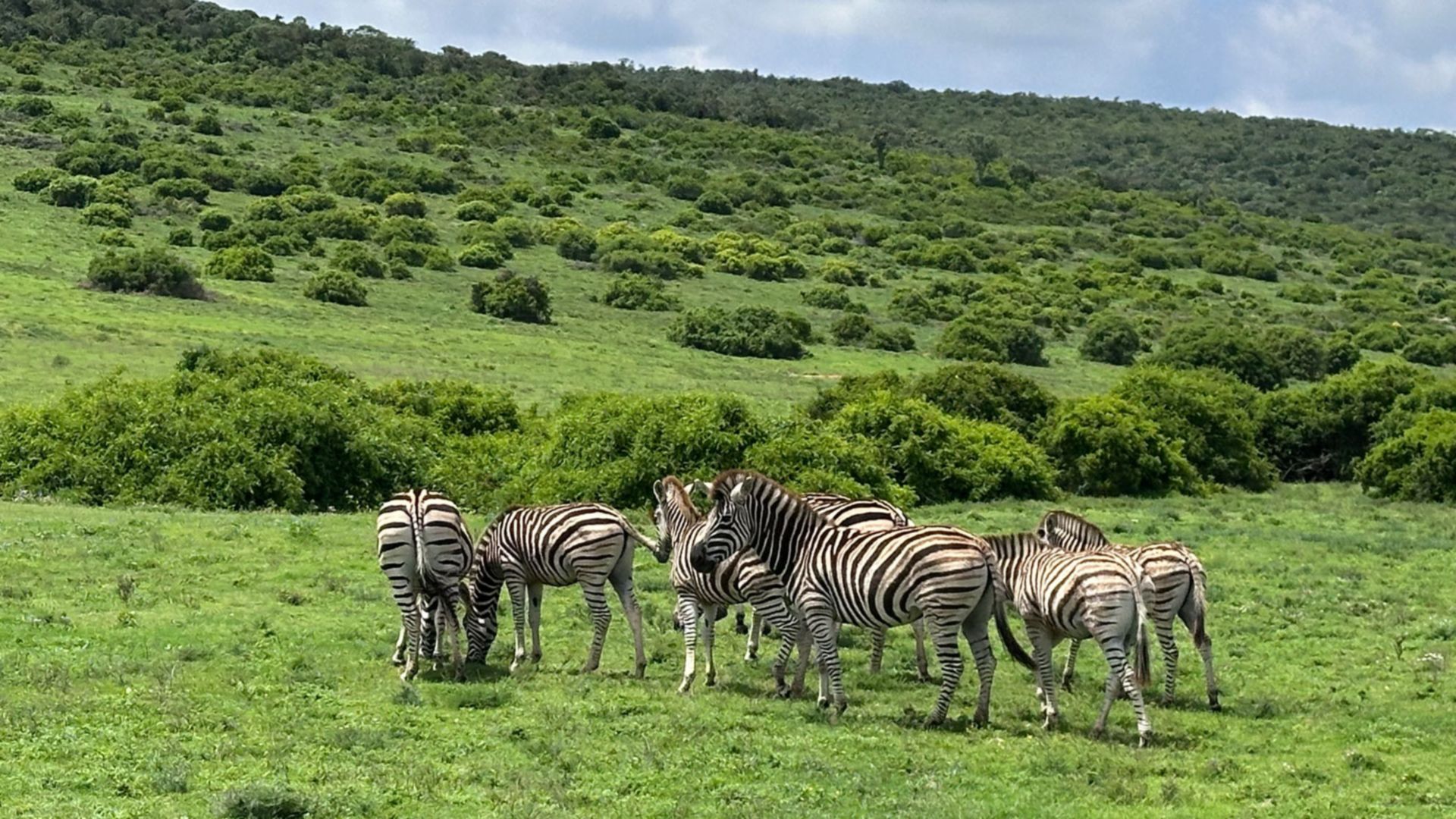 Safari im Schotia Wildtierreservat