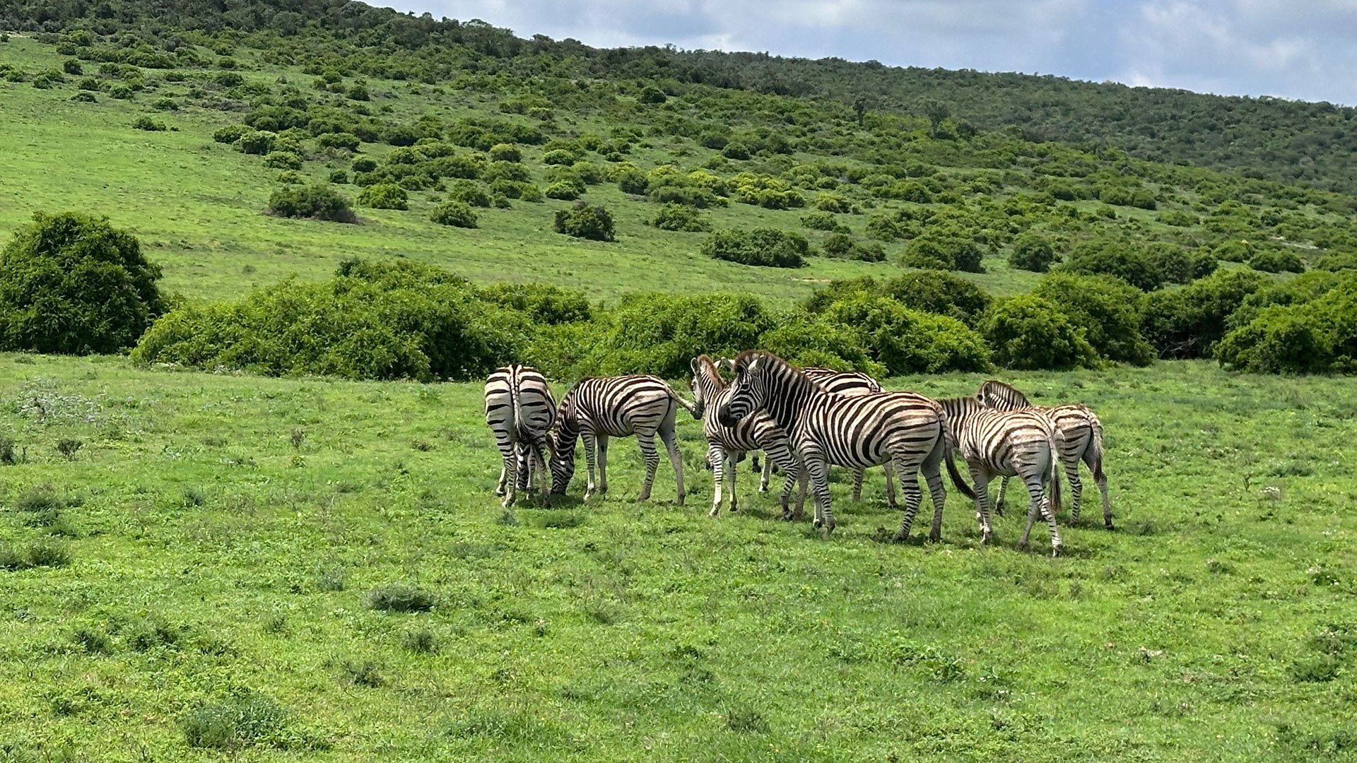 Safari im Schotia Wildtierreservat