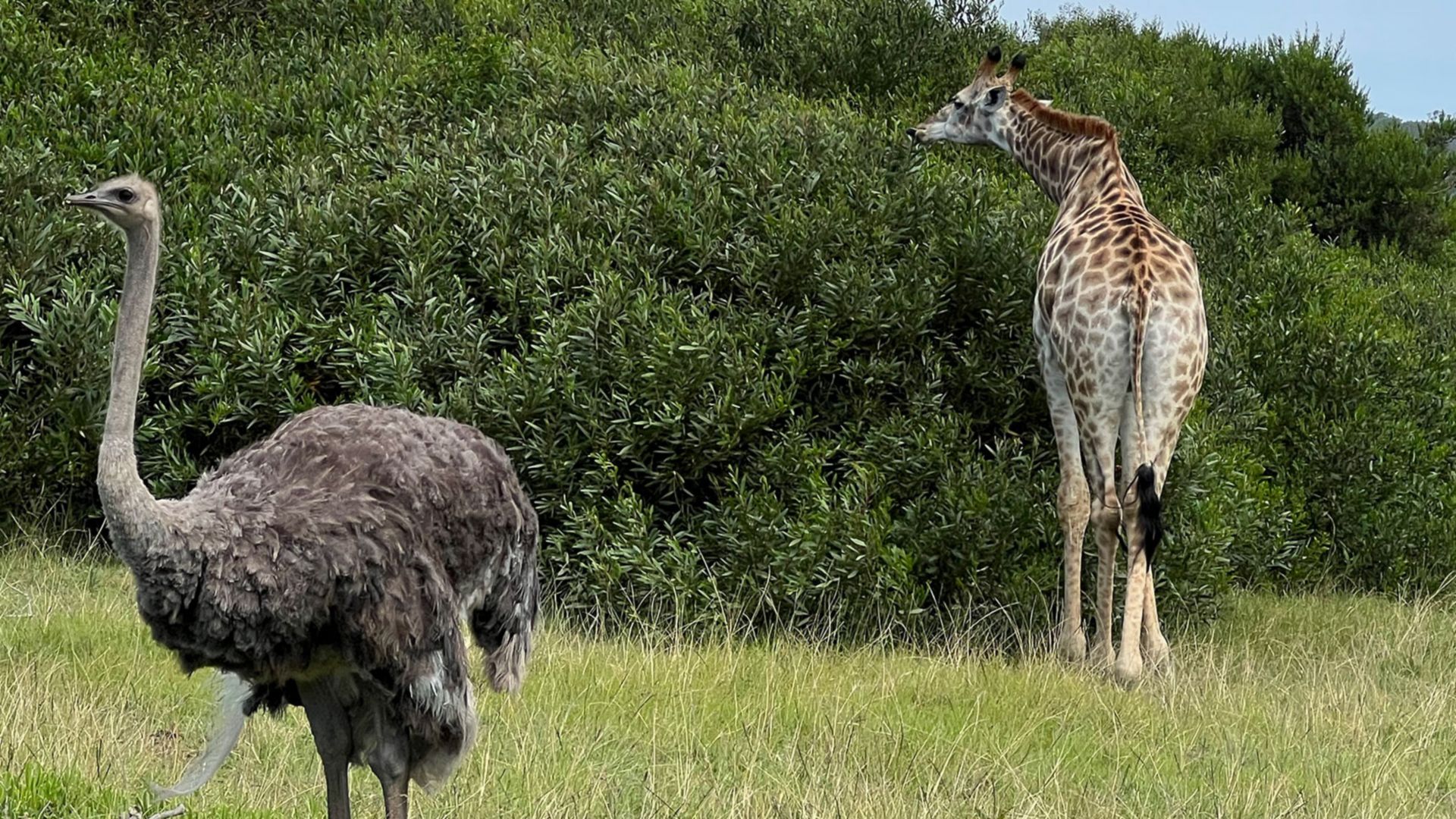 Safari durch das Kragga Kamma Wildtierreservat