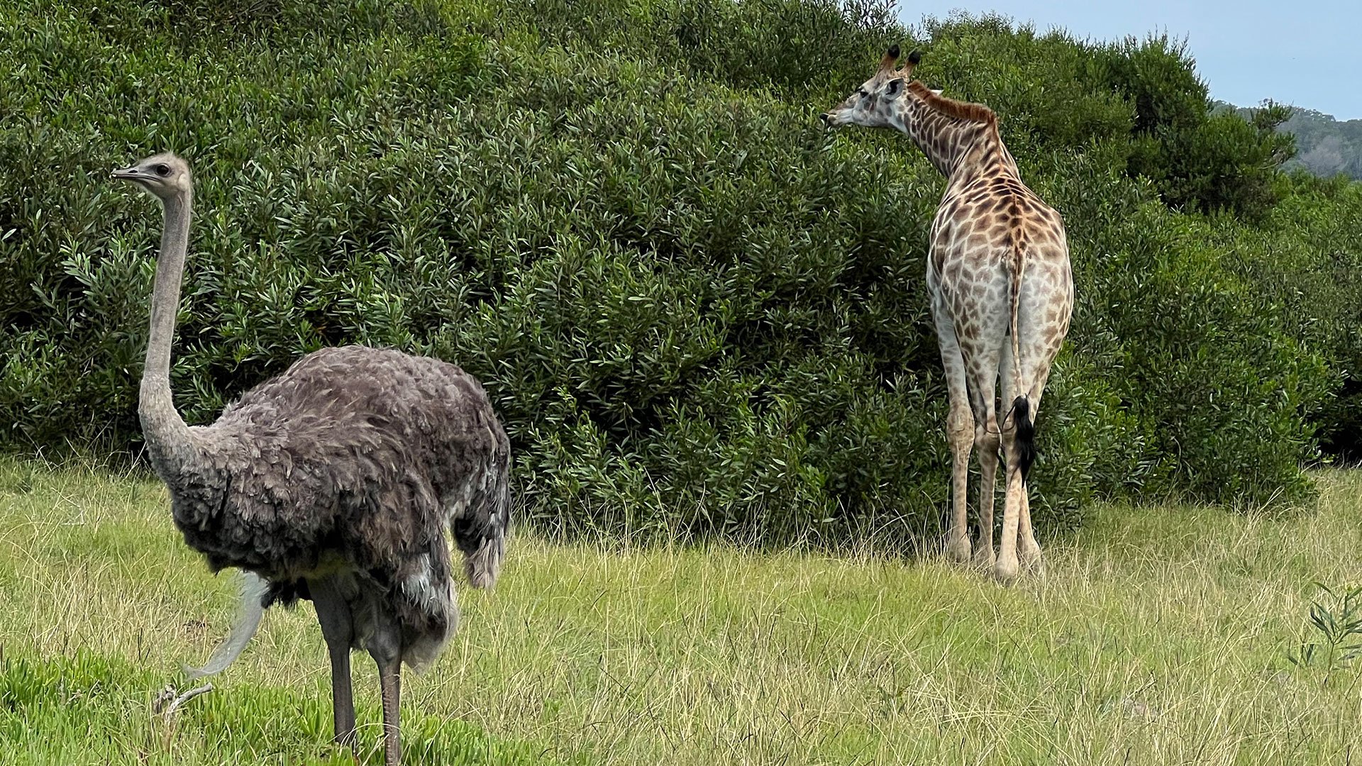 Safari durch das Kragga Kamma Wildtierreservat