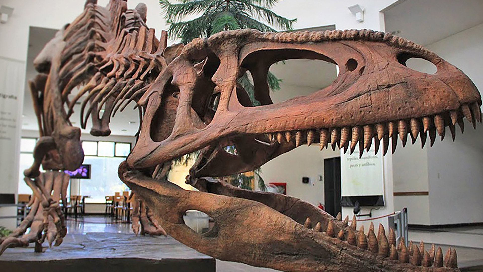 Paläontologisches Museum und Punta Loma