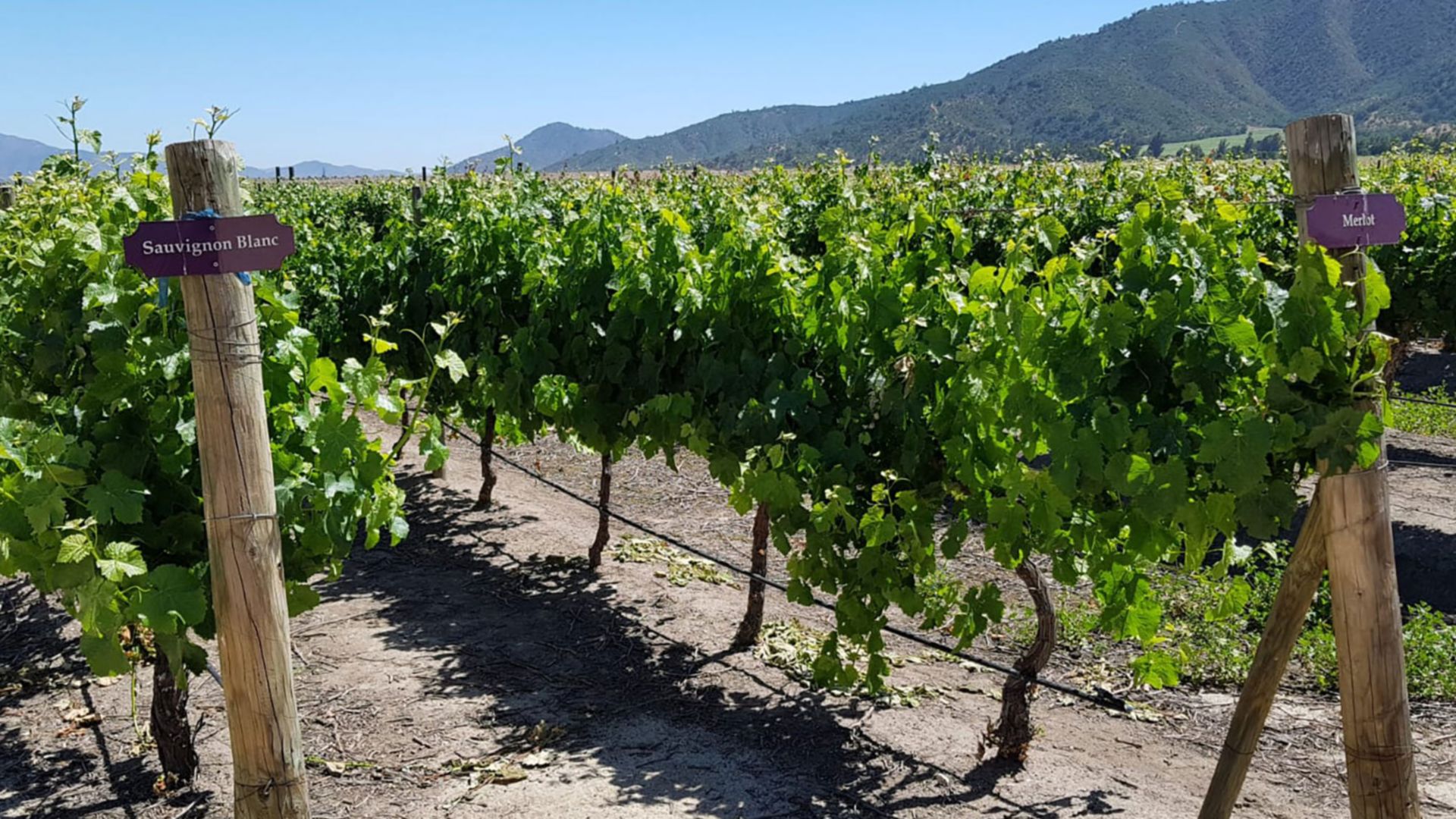 Das Weingut Estancia El Cuadro