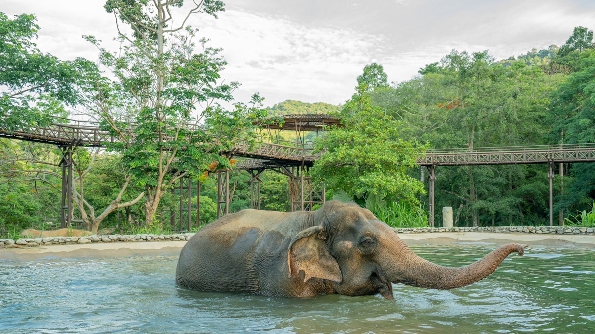 Besuch des Samui Elephant Kingdom Sanctuary