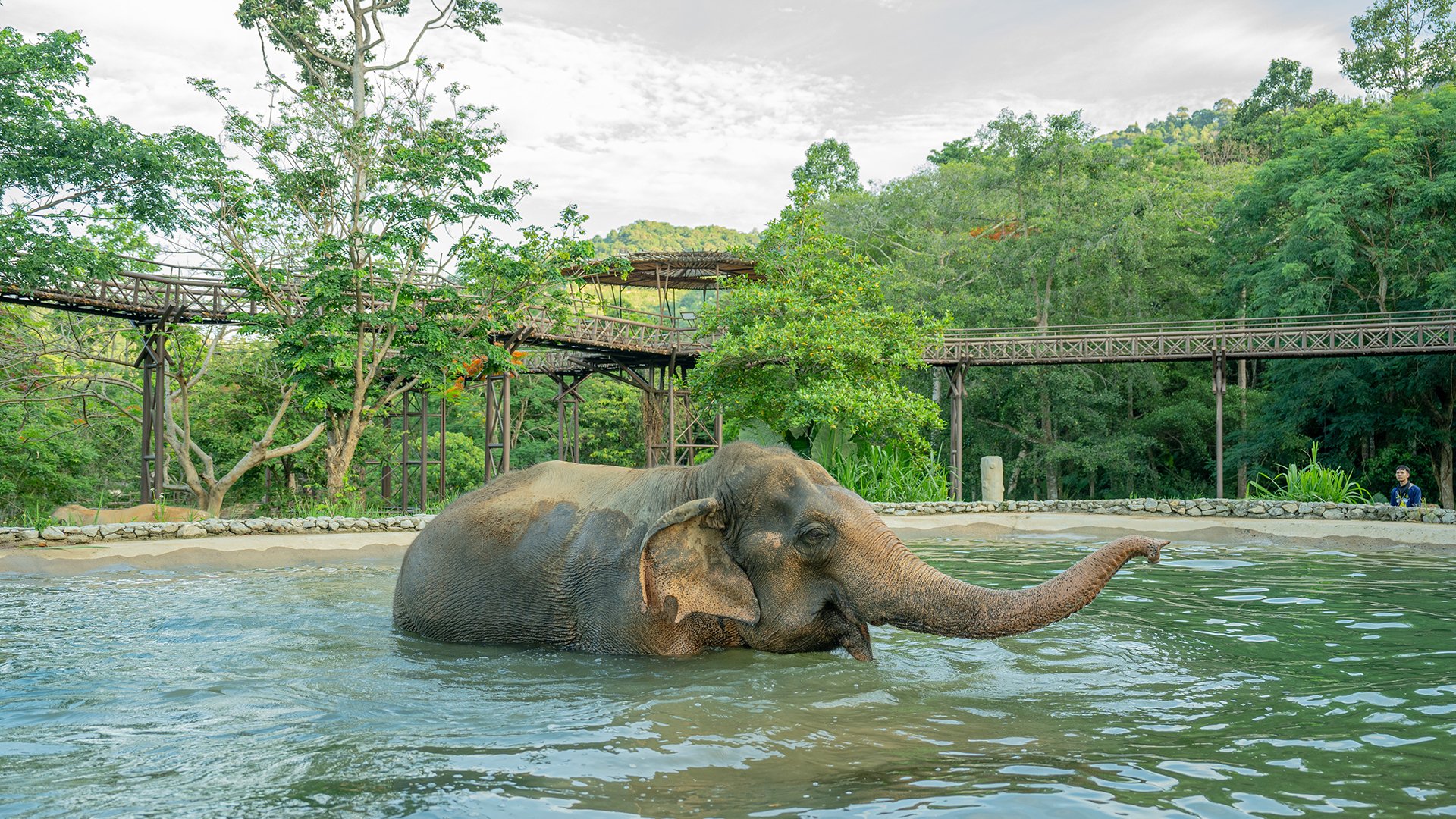 Besuch des Samui Elephant Kingdom Sanctuary