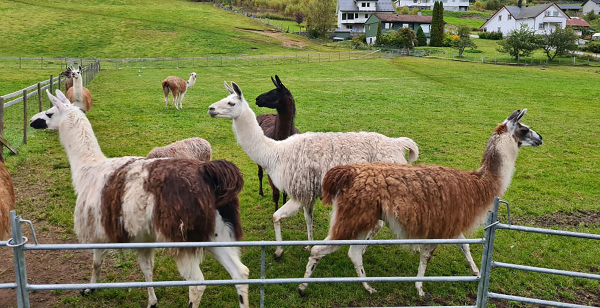 Spazieren mit Lamas 