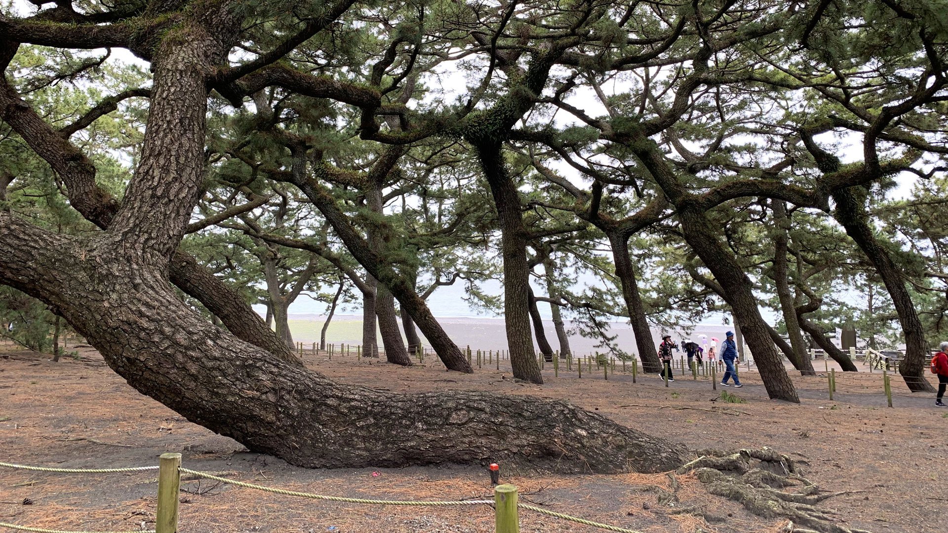 Arakujama Sengen Park und Miho no Matsubara (Kieferhain)