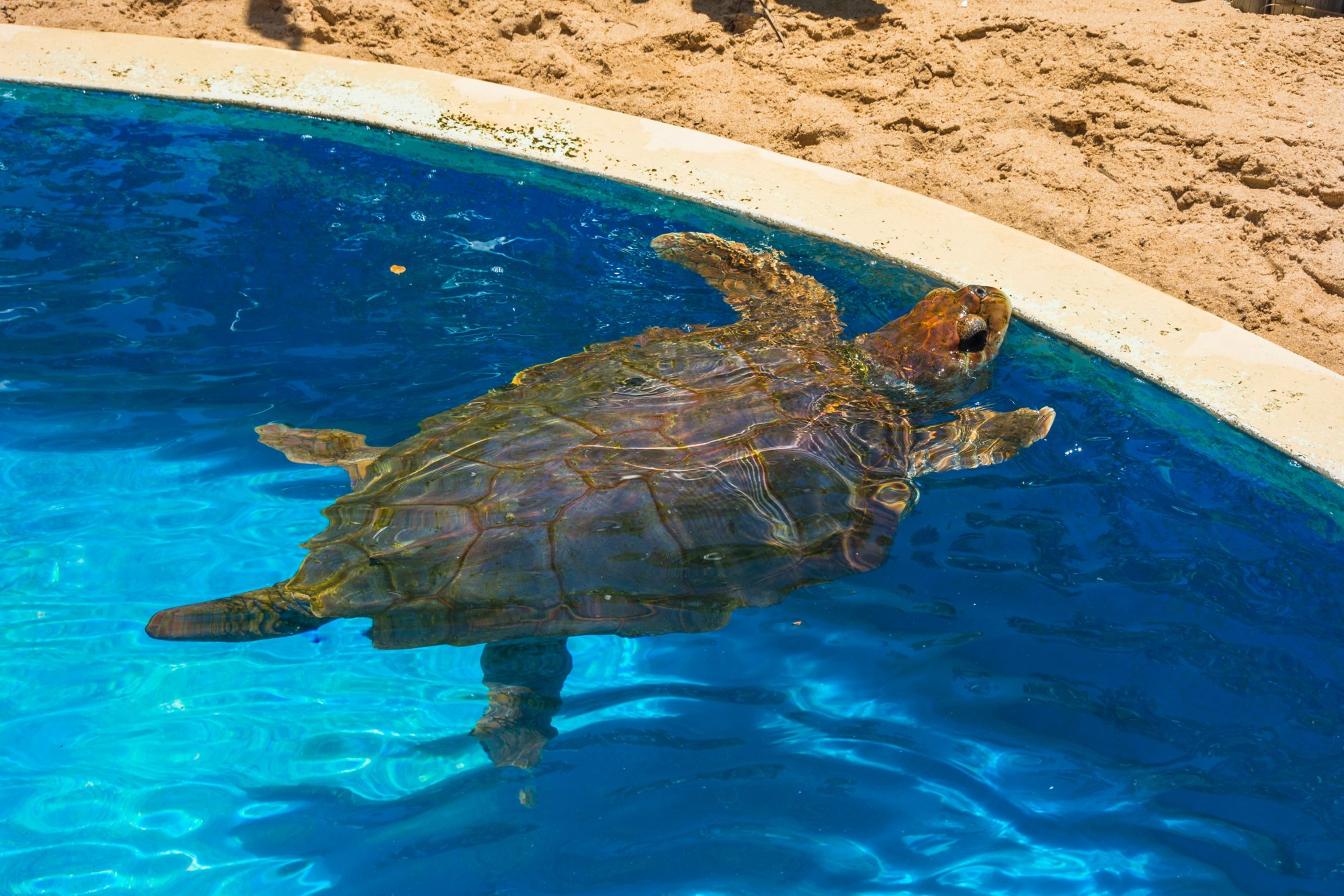 View of a tortoise at Tamar Project (Projeto Tamar) - Praia do Forte, Bahia, Brazil