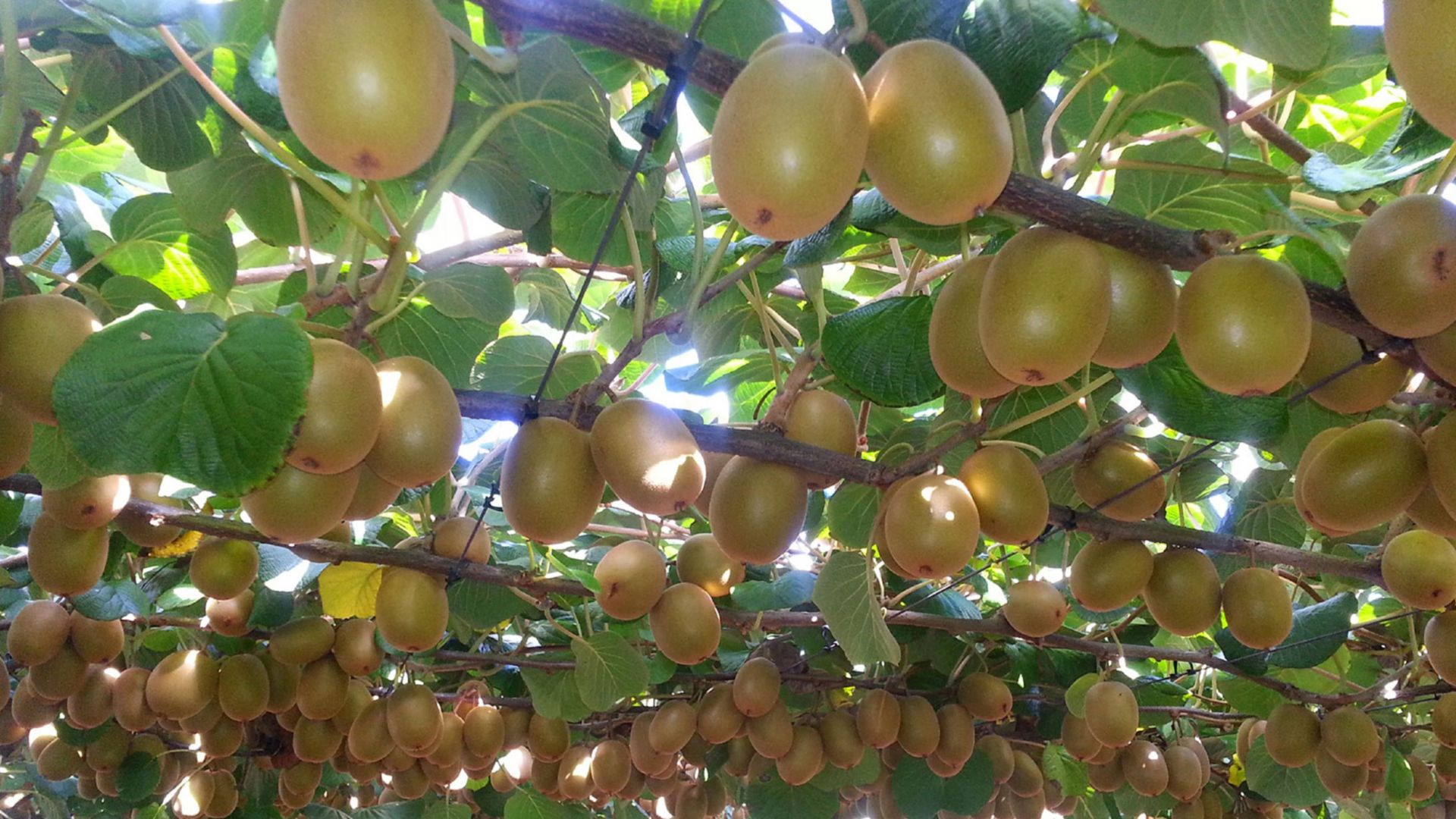 Kiwi-Plantage und Elms Missionshaus