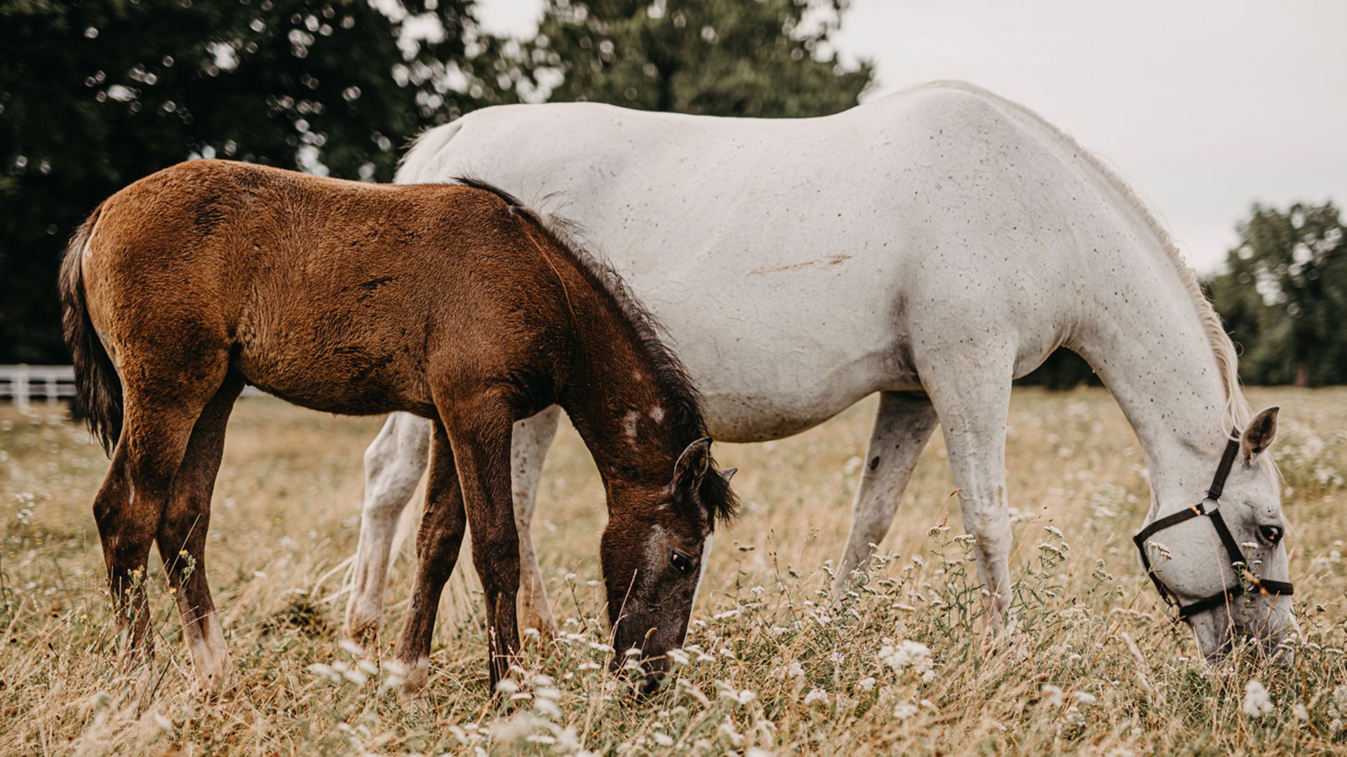 Besuch bei den Lipizzanern mit Panoramafahrt durch Triest