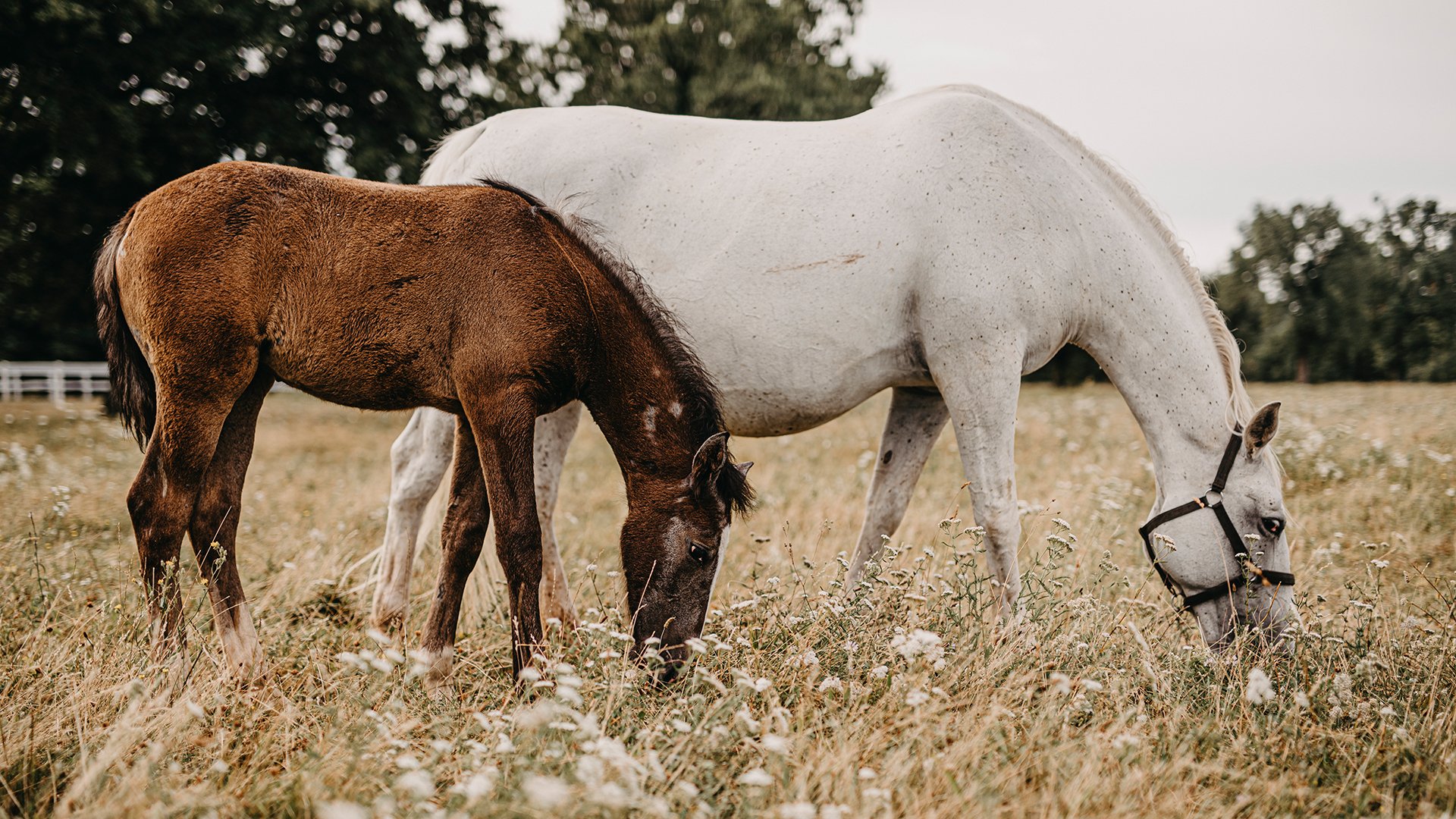 Besuch bei den Lipizzanern mit Panoramafahrt durch Triest