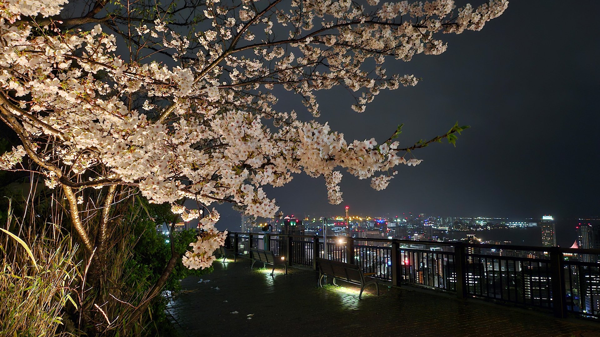 Abendliches Bergpanorama und Wagyu-Rind