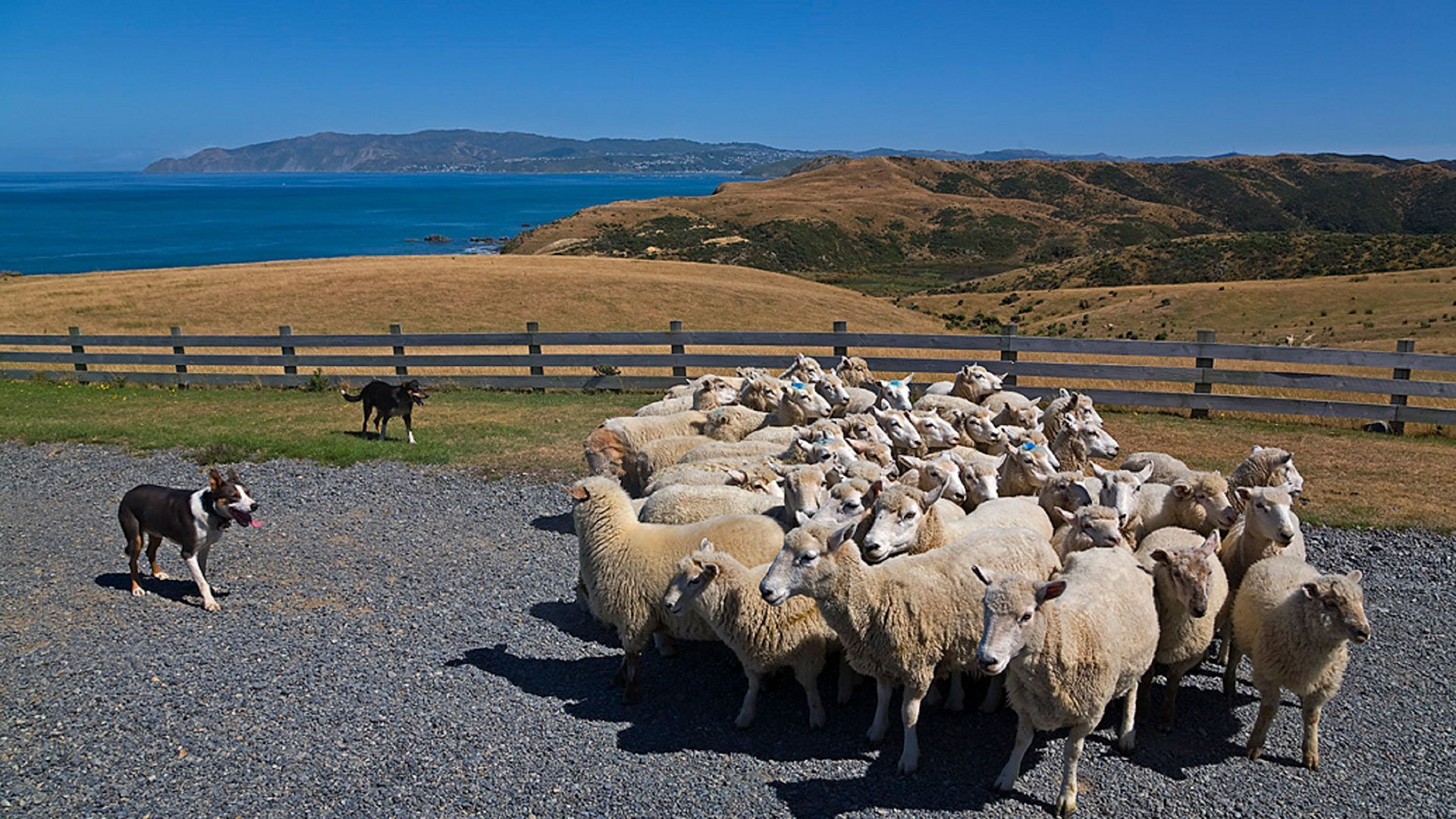 Das typische Leben in Neuseeland