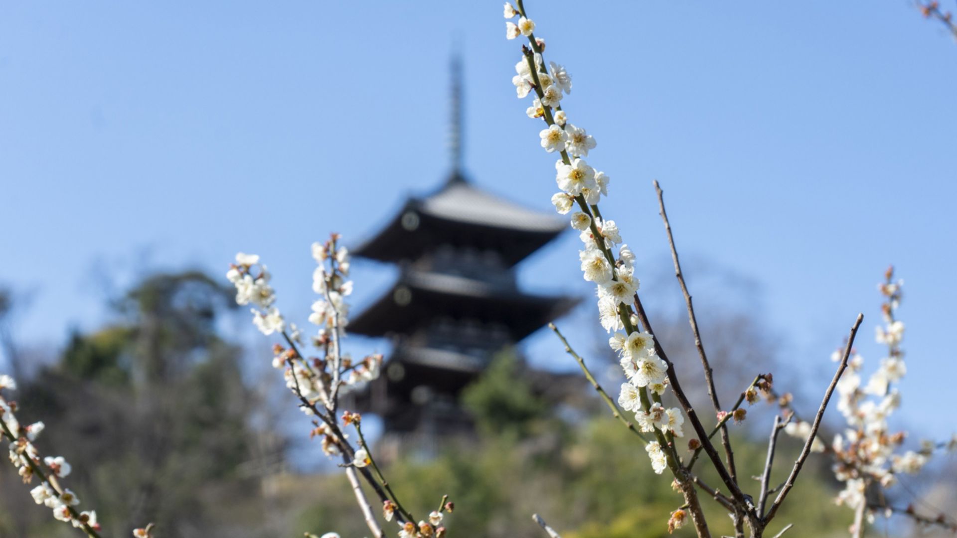 Sankei-en Garten, Marine Tower und Chinatown