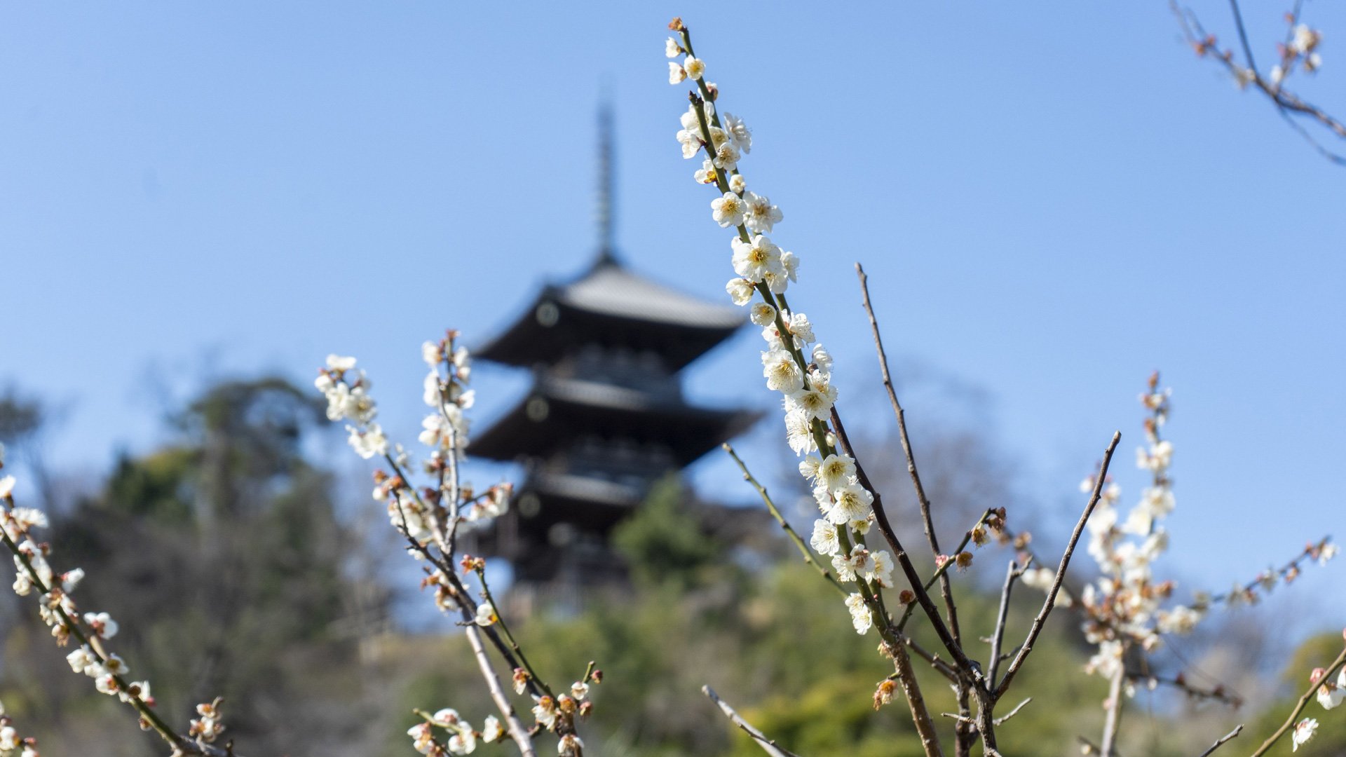 Sankei-en Garten, Landmark Tower und Chinatown