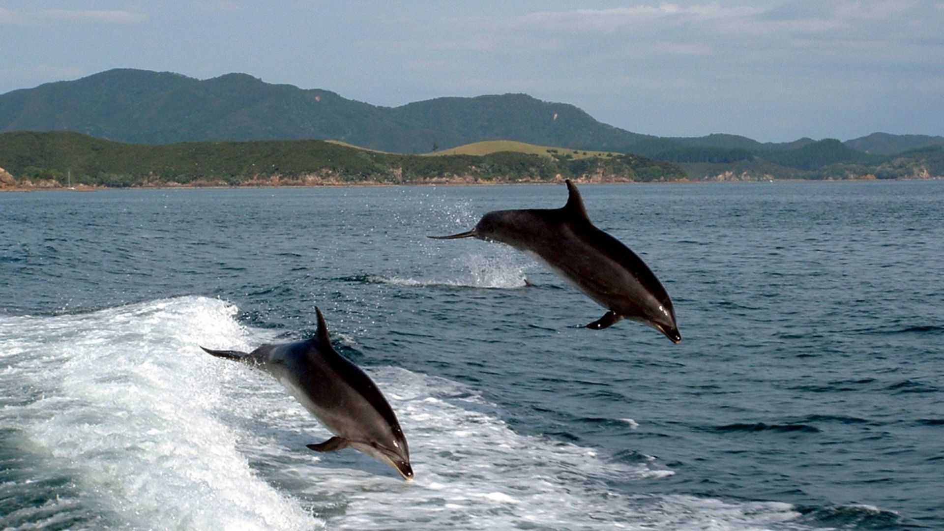 Mit dem Katamaran durch den Queen Charlotte Sound