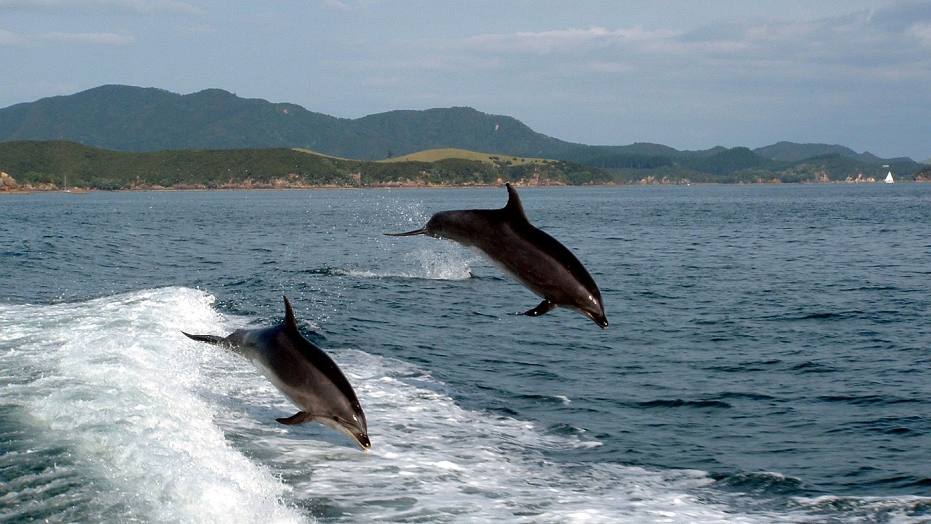 Mit dem Katamaran durch den Queen Charlotte Sound