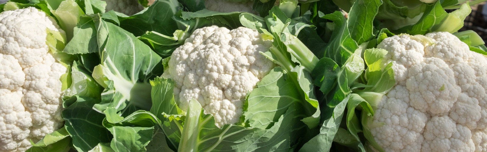 Come cucinare il cavolfiore: le ricette e i consigli 