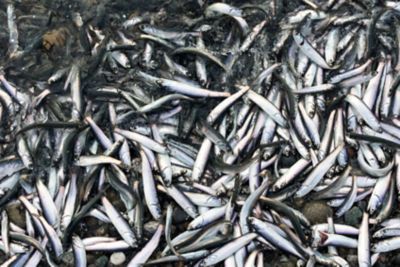 La differenza tra alici e acciughe: praticamente nessuna