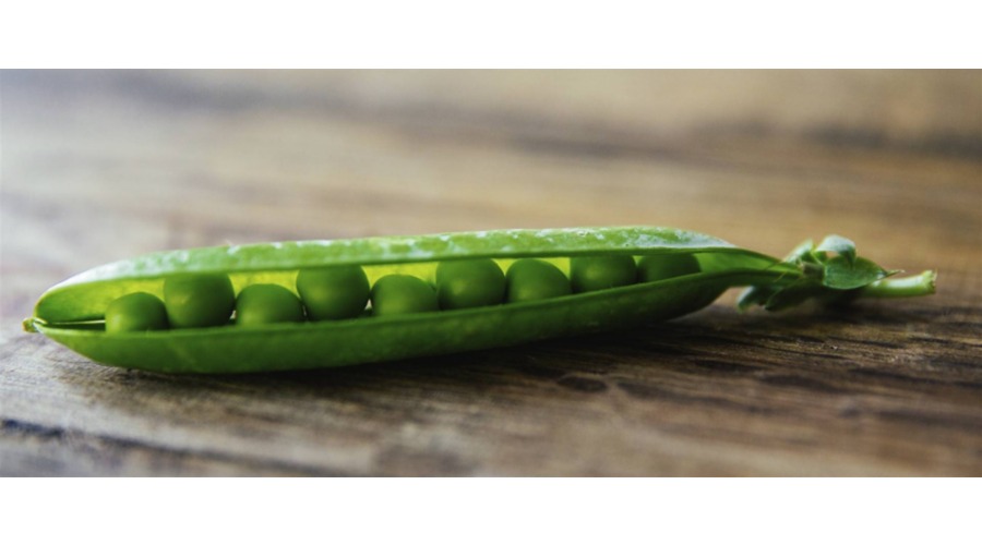 Un baccello semi aperto mostra i piselli verdi al suo interno