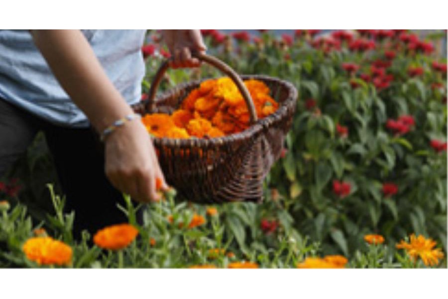 Timballo alle erbette con pancetta