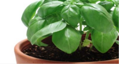 Trofie genovesi al pestoalt