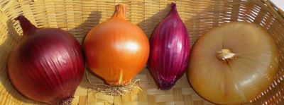 Cipolla di Cannara