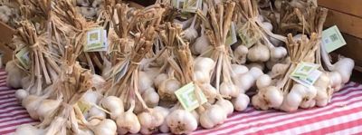 Aglio storico di Caraglio