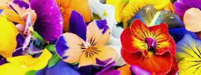 10 fiori commestibili e come utilizzarli in cucina
