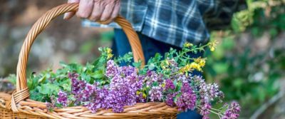 Tutto sul Foraging: cosa è e come funziona