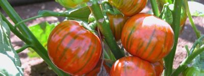 Melanzana rossa di Rotonda Dop