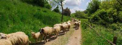 Alto Molise: la transumanza e la tradizione ovina