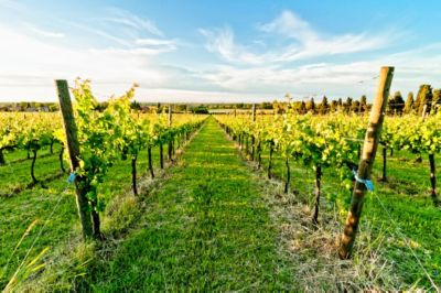 Ferrara e il vino delle sabbie
