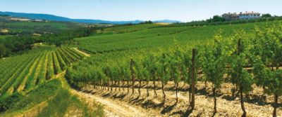 Grechetto, il bianco del Centro Italia La nostra degustazione