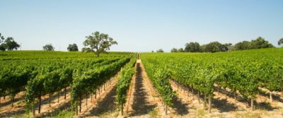San Colombano Doc. Il vino di Lodi (e di Milano)