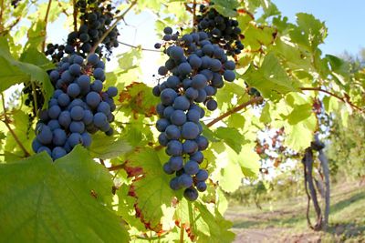 Novara, il Nebbiolo dell'Alto Piemonte e non solo!