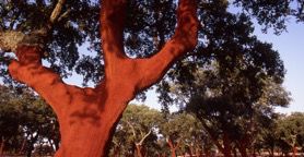 Amorim Cork Italia. Per fare un tappo di sughero servono 43 anni