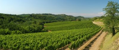 Collio. In Friuli nella terra dei grandi vini bianchi