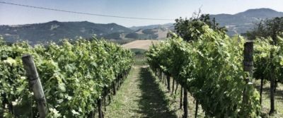 Derthona, nuovo nome del Timorasso