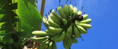 Le aziende informano. Fairtrade, spesa buona e sostenibile